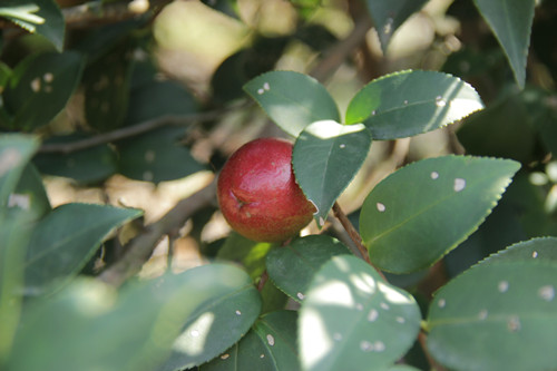 生机勃勃的红色油茶果