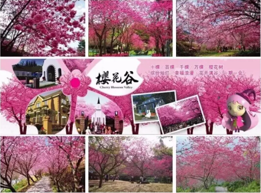 浔龙河樱花谷
